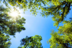 A sunny blue sky from under a tree canopy
