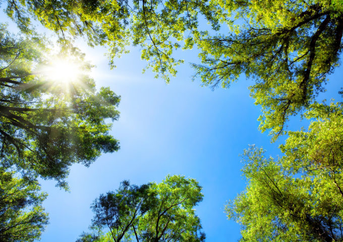 A sunny blue sky from under a tree canopy